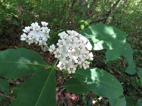 Asclepias variegata image