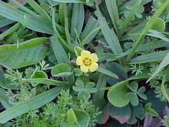 Oxalis conorrhiza