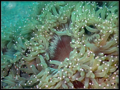 Catalaphyllia jardinei