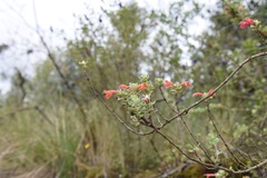 Clinopodium tomentosum
