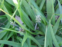 Plantago myosuros