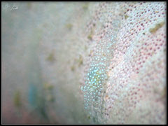 Zenopontonia noverca