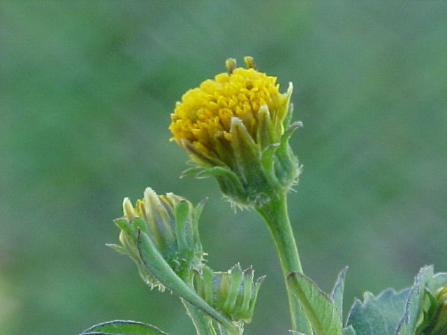 Bidens pilosa