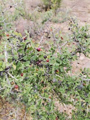 Condalia correllii