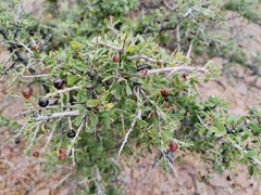 Condalia correllii