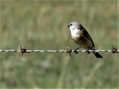 Sporophila palustris