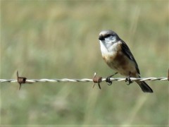 Sporophila palustris