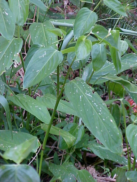 Maranta arundinacea
