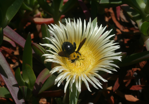 Carpobrotus image