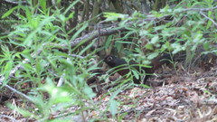 Pteroptochos castaneus