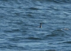 Podiceps auritus cornutus