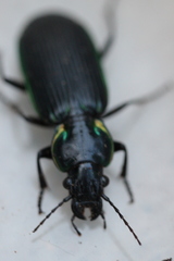 Catadromus lacordairei