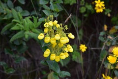 Calceolariaceae