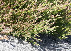 Salicornia