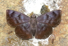Ebrietas anacreon anacreon