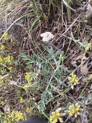 Lomatium orientale