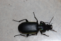 Catadromus lacordairei