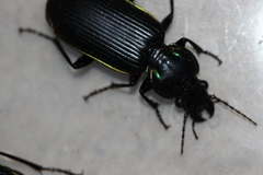 Catadromus lacordairei