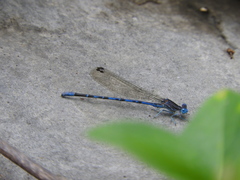 Argia immunda