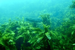 Odax pullus
