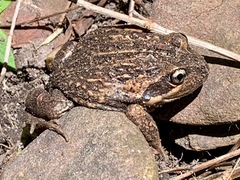Limnodynastes dumerilii dumerilii
