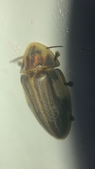 Aspisoma ignitum