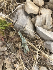 Calochortus kennedyi