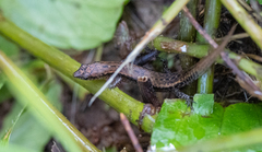 Parvoscincus decipiens