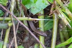 Parvoscincus decipiens