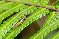 Oxya hyla