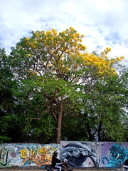 Roseodendron donnell-smithii