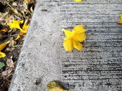 Roseodendron donnell-smithii