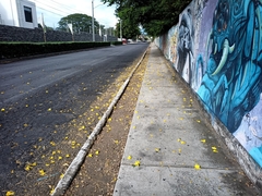 Roseodendron donnell-smithii