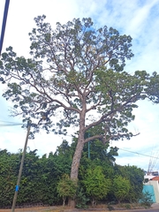 Roseodendron donnell-smithii