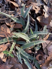 Tradescantia reverchonii