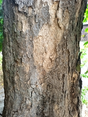 Roseodendron donnell-smithii