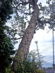 Roseodendron donnell-smithii