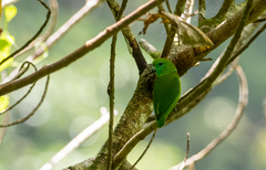 Bolbopsittacus lunulatus