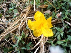 Roseodendron donnell-smithii