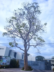 Roseodendron donnell-smithii