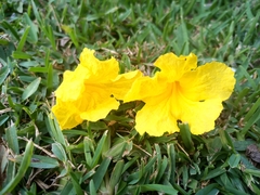 Roseodendron donnell-smithii