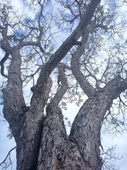 Roseodendron donnell-smithii