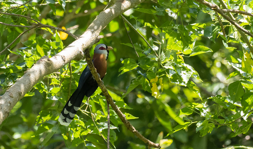 Scale-feathered Malkoha (Dasylophus cumingi), photo 8