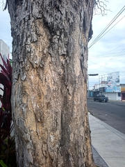 Roseodendron donnell-smithii