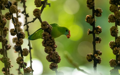 Loriculus philippensis