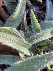 Tradescantia reverchonii