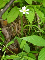 Sabatia calycina