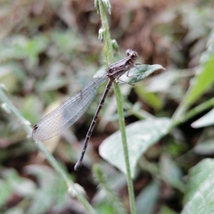 Argia extranea