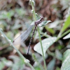 Argia extranea