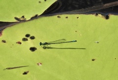 Austroagrion exclamationis